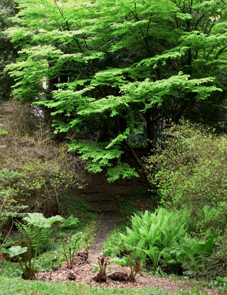 Bois des Moutiers (145) Mai 2012